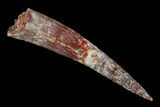 Fossil Pterosaur (Siroccopteryx) Tooth - Morocco #140687-1